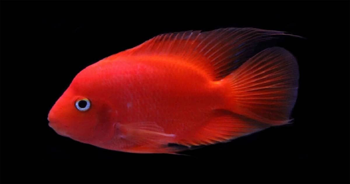 red parrot fish price