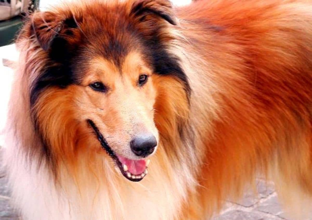 Dog Intelligence