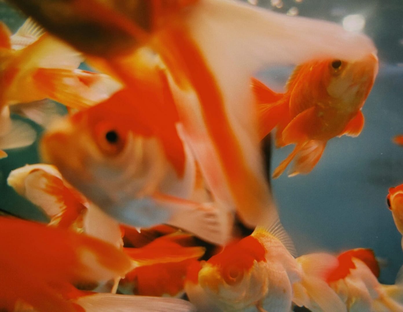 comet goldfish